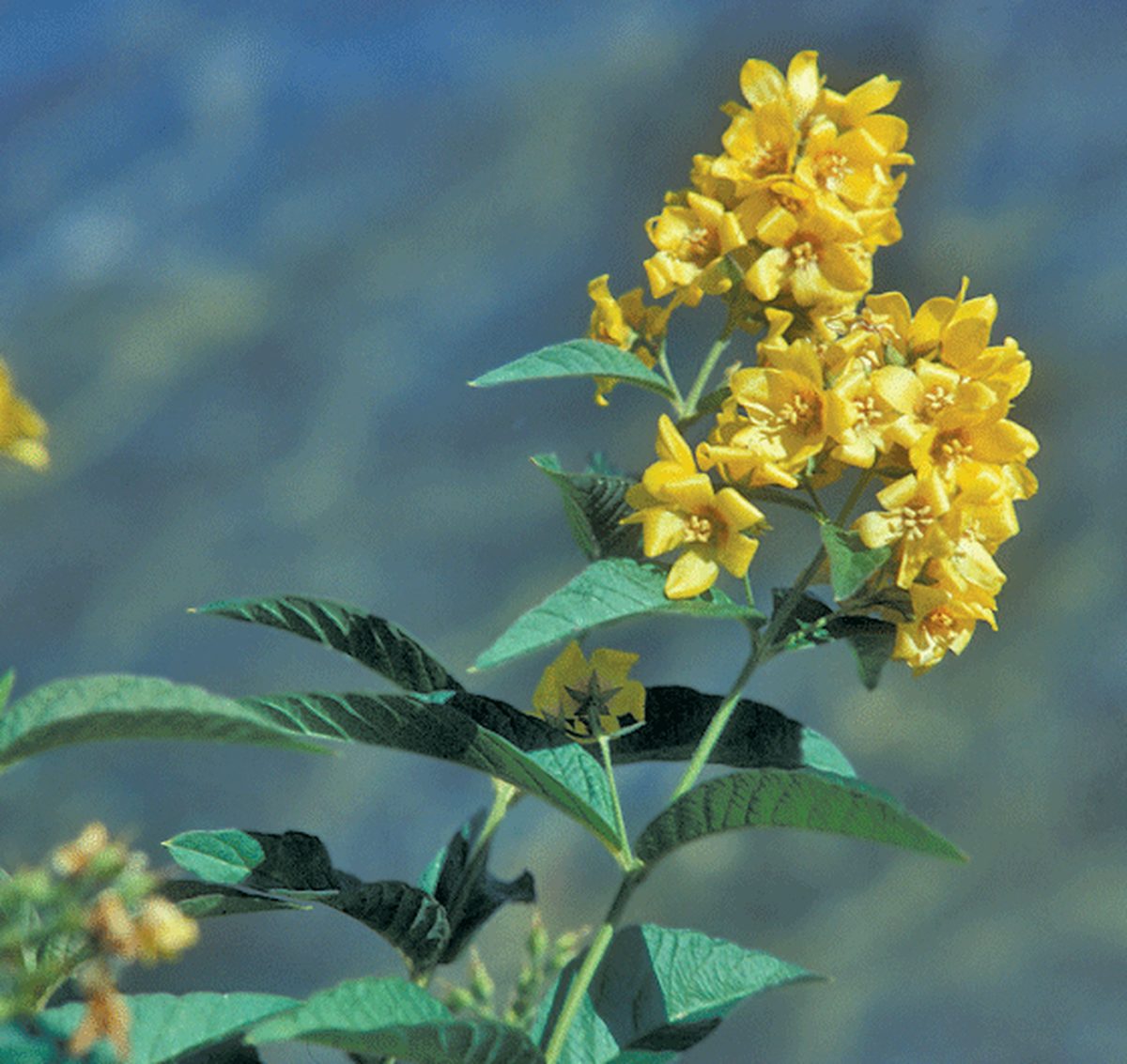 Garden Loosestrife Garden Loosestrife