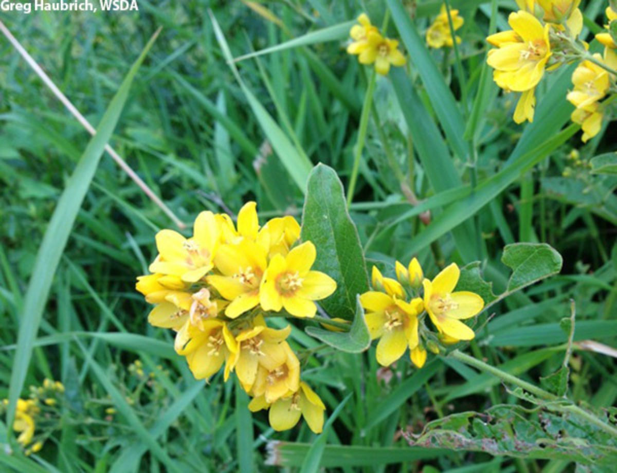 Garden Loosestrife Garden Loosestrife