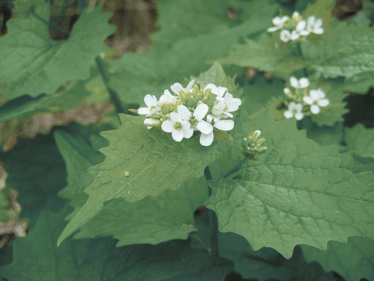 Washington State Noxious Weed Control Board
