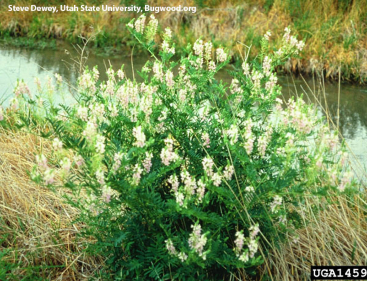Goatsrue Goatsrue