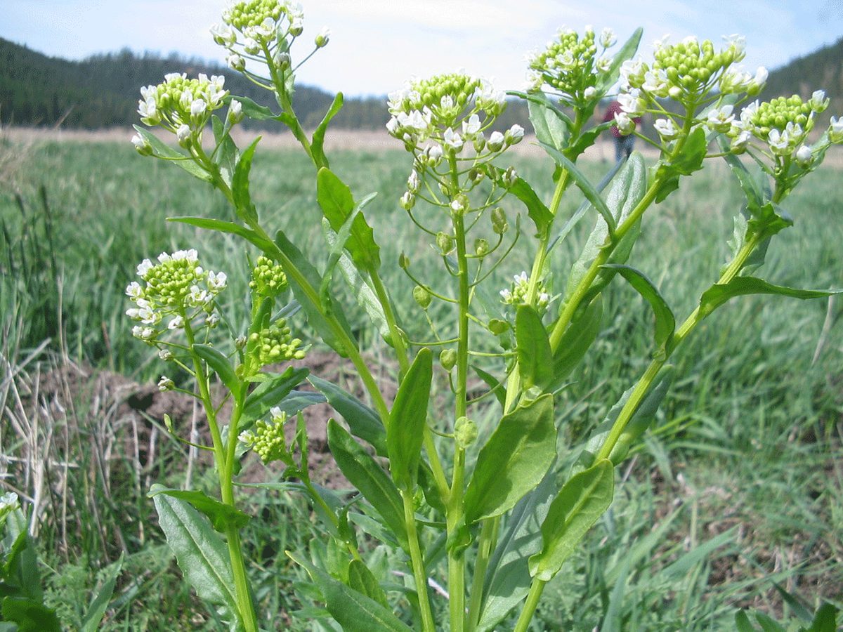 Hoary Cress Hoary Cress
