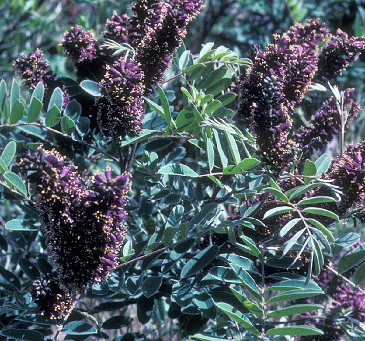 Washington State Noxious Weed Control Board