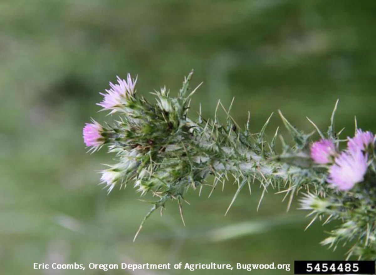 Italian Thistle Italian Thistle