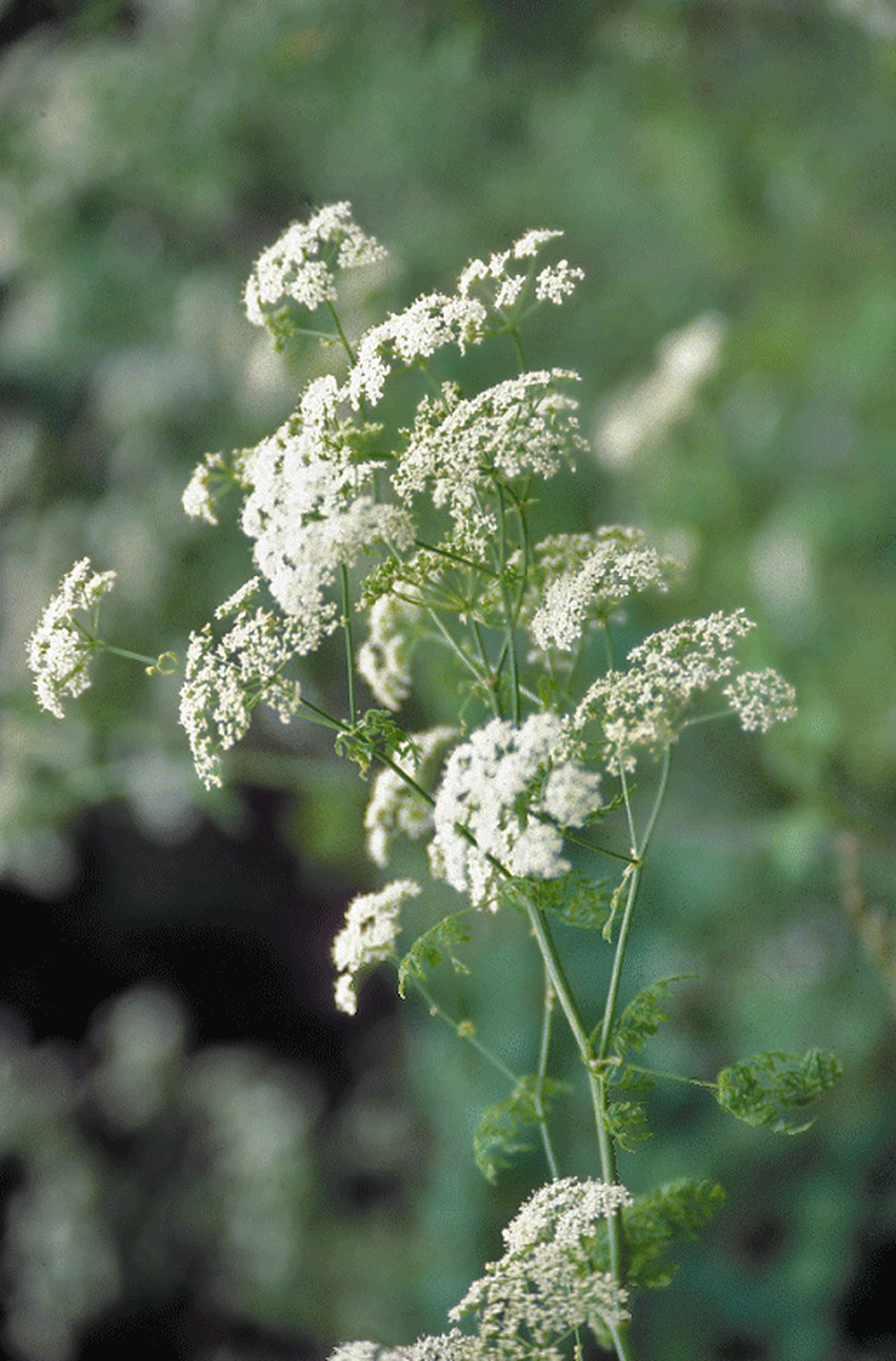 Washington State Noxious Weed Control Board