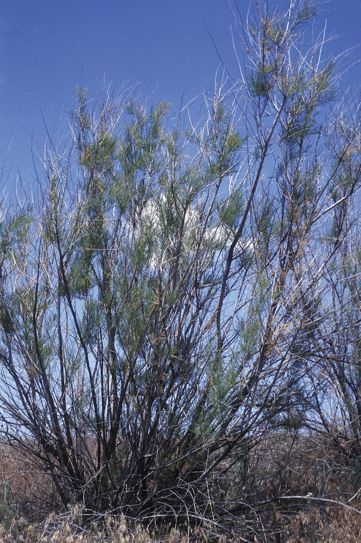 Saltcedar Saltcedar