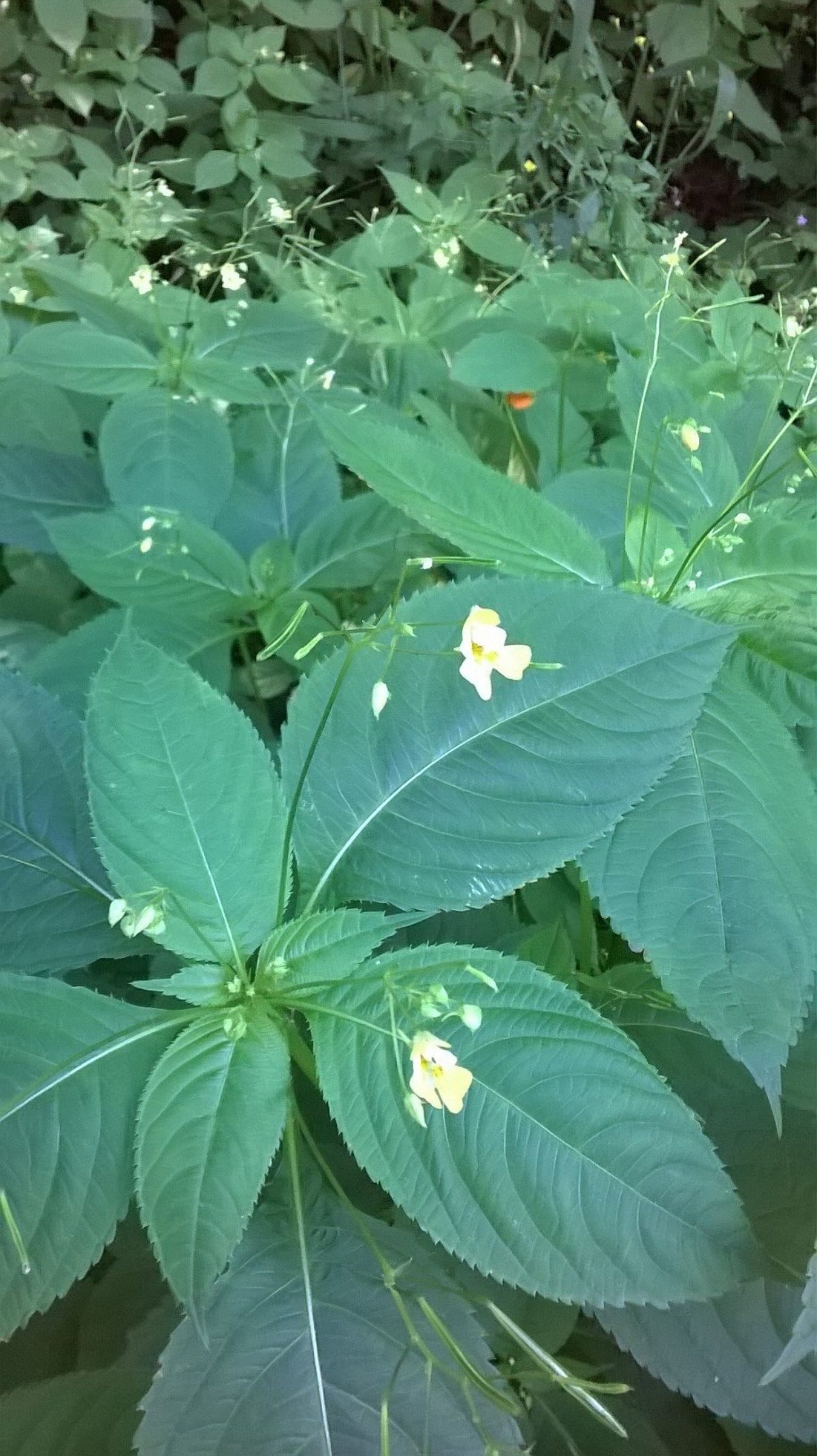 Small-Flowered Jewelweed Small-Flowered Jewelweed