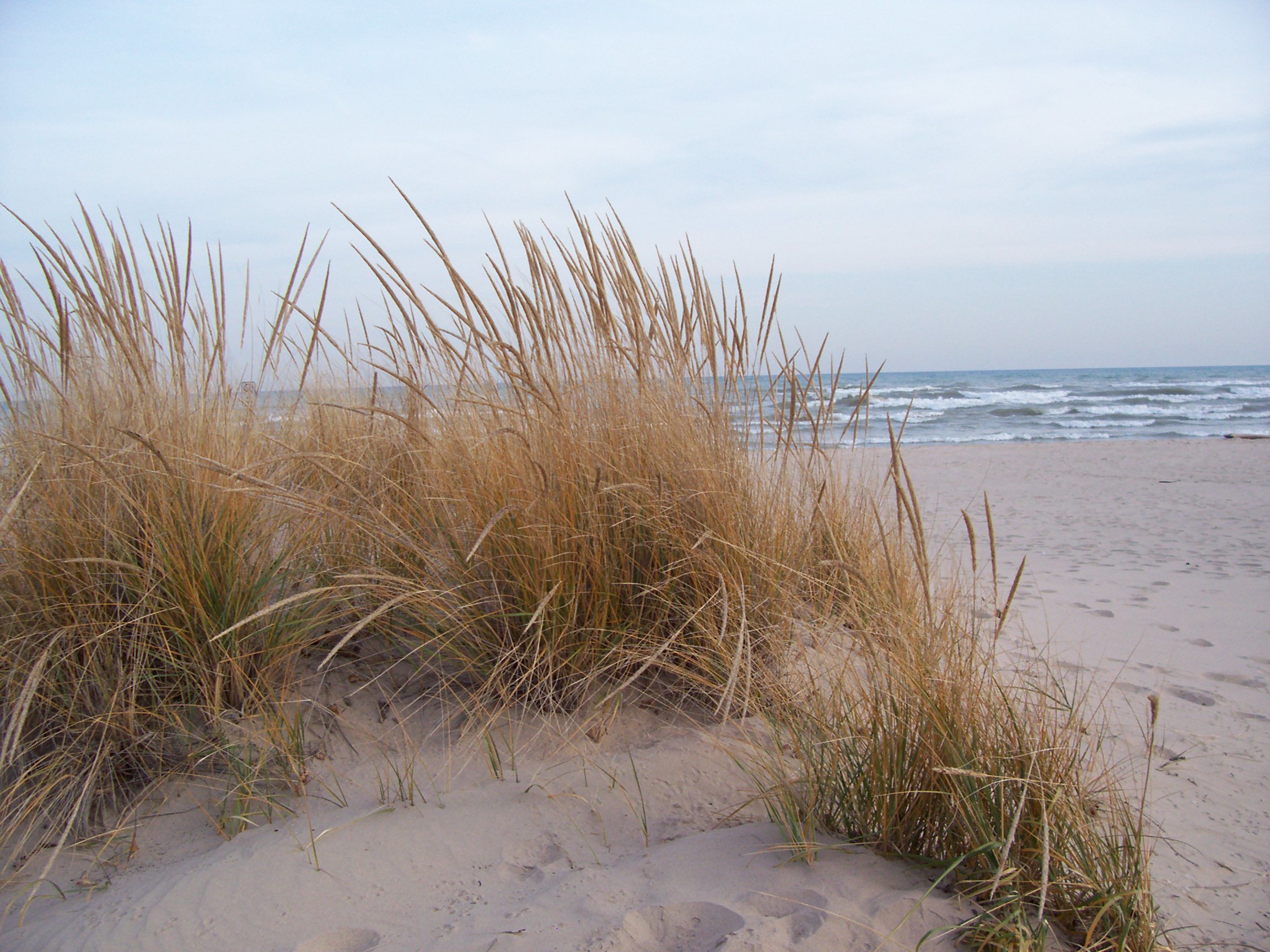 American Marram Grass Kohler Andrae State Park Lake Michigan American Marram Grass Kohler Andrae State Park Lake Michigan