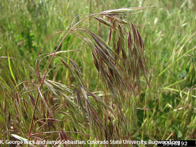 Bromus Tectorum Bromus Tectorum