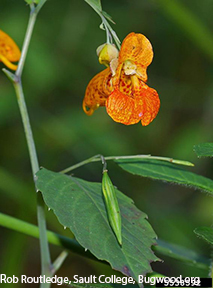 Impatiens Capensis Impatiens Capensis