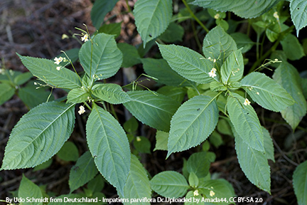 Impatiens Parviflora Impatiens Parviflora