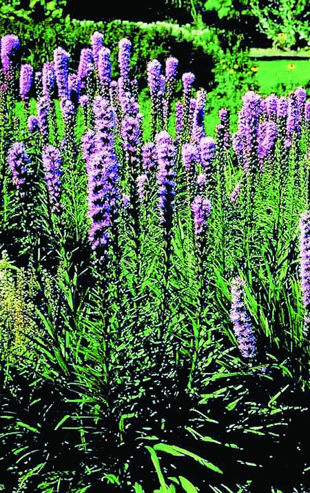 Liatris Spic300 Ls Adjusted Liatris Spic300 Ls Adjusted