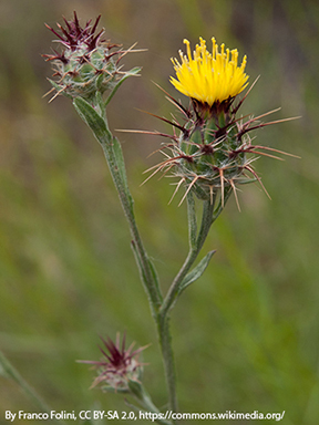 Malta Starthistle Malta Starthistle