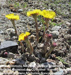 Tussilago Farfara Tussilago Farfara