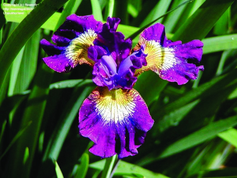 Flowerfrenzy Japanese Iris2 Flowerfrenzy Japanese Iris2