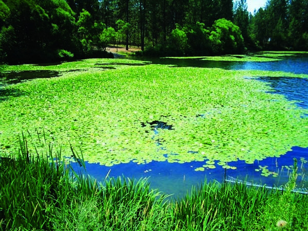 Infested Lake Wsnwcb Sue Infested Lake Wsnwcb Sue