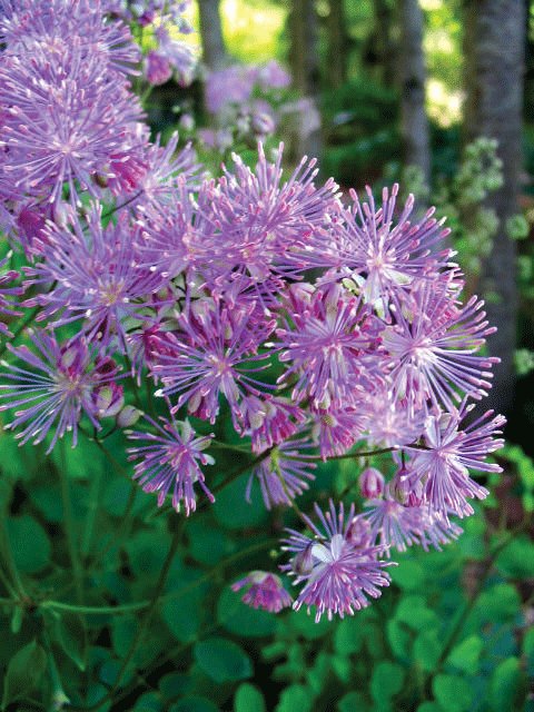 Meadow Rue Enhanced300 Meadow Rue Enhanced300