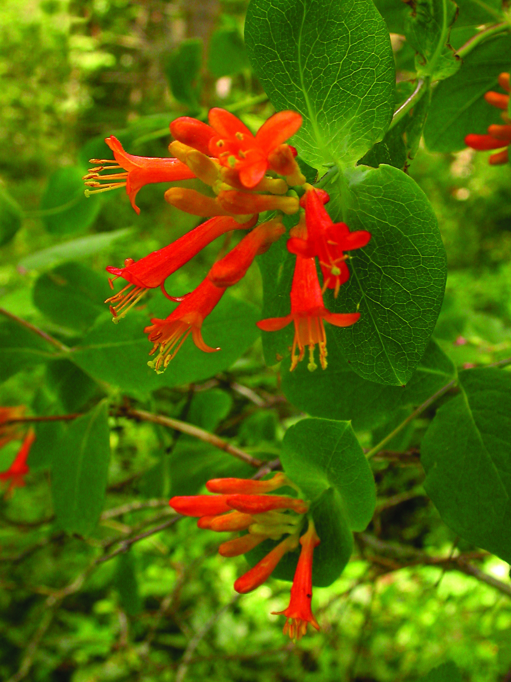 Washington State Noxious Weed Control Board