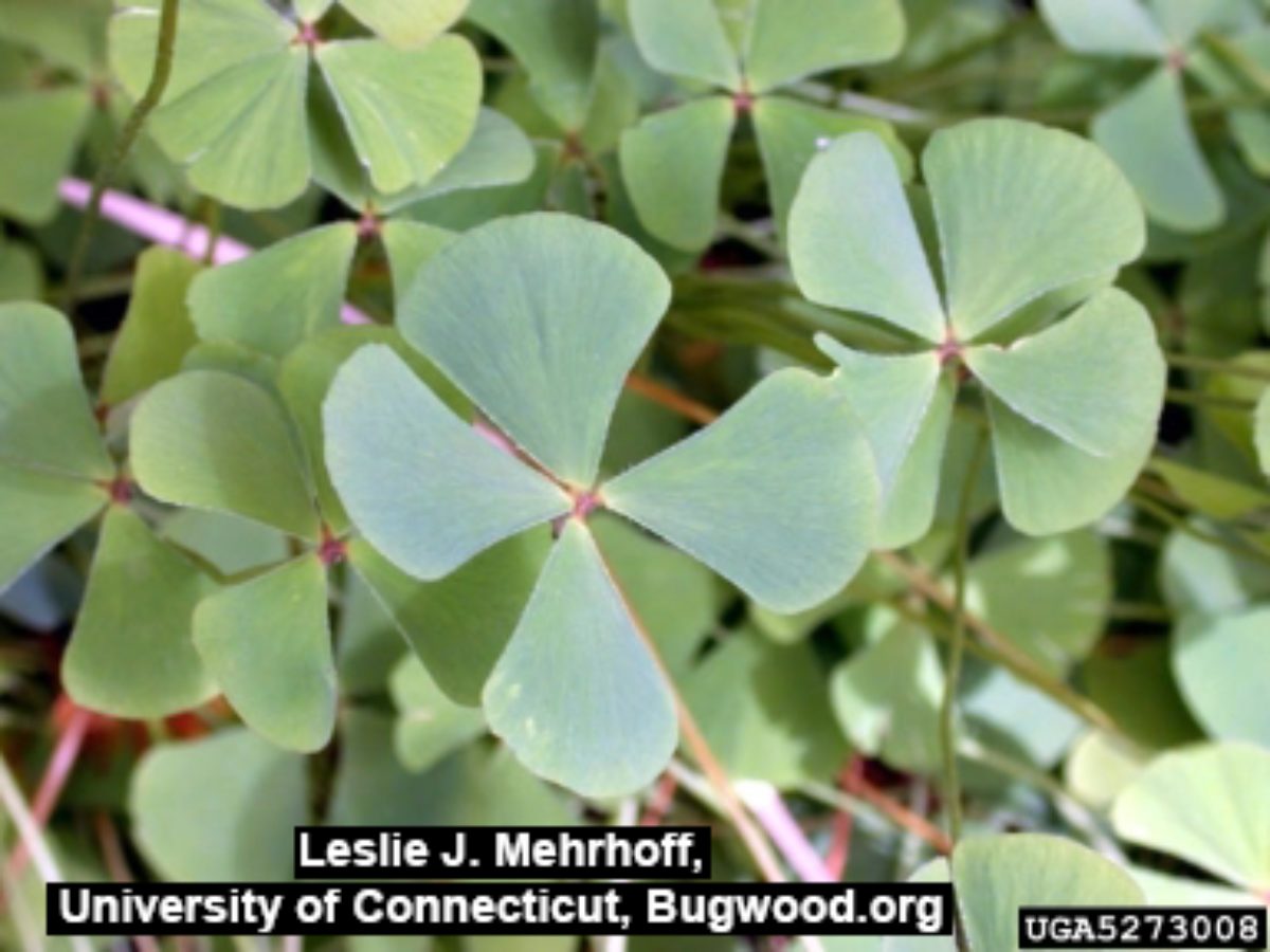 Australian Water Clover Australian Water Clover