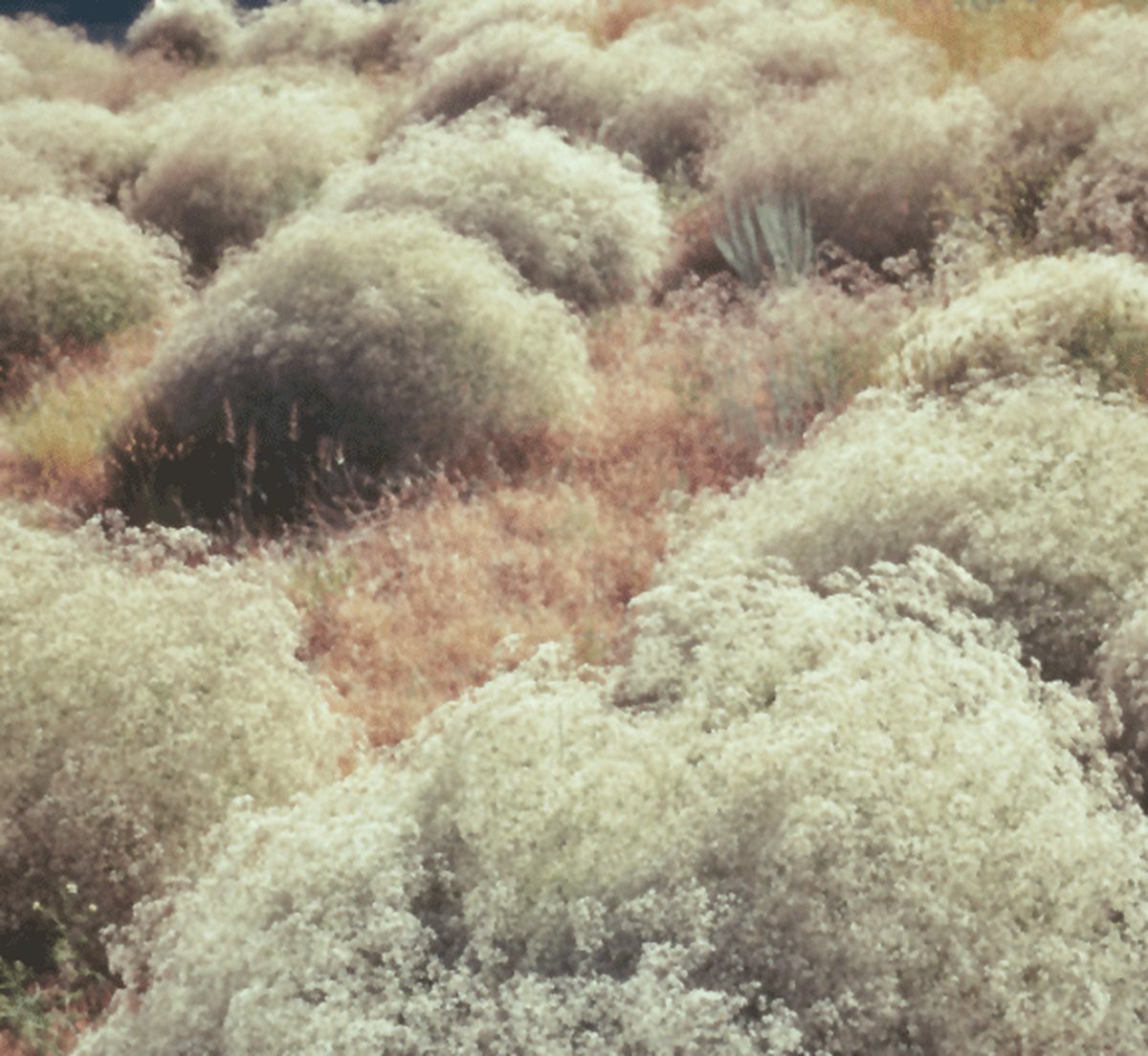 Baby's breath flowers are Invasive to Michigan native plants