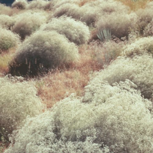 Common Baby's Breath - Buchanan's Native Plants