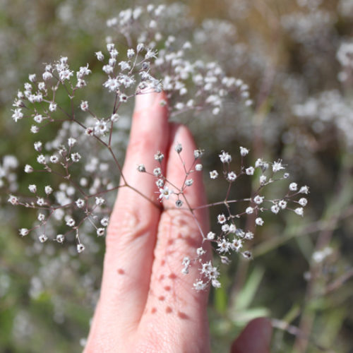 Baby's Breath