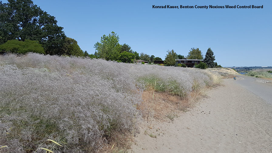 Washington State Noxious Weed Control Board Washington State Noxious Weed Control Board