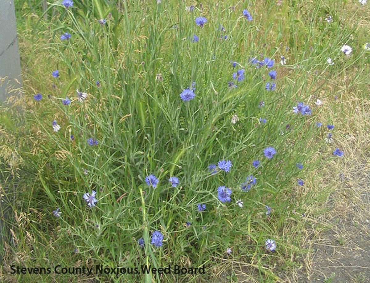 Washington State Noxious Weed Control Board