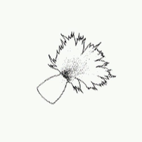 Bighead Knapweed