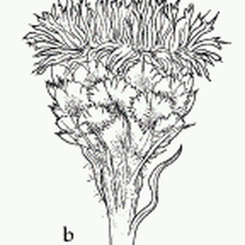Bighead Knapweed