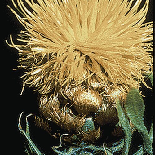 Bighead Knapweed