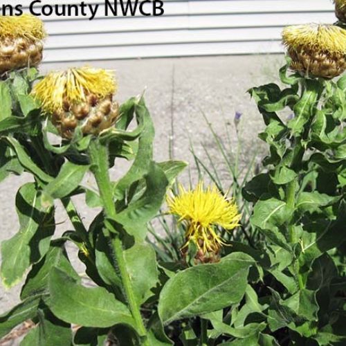 Bighead Knapweed