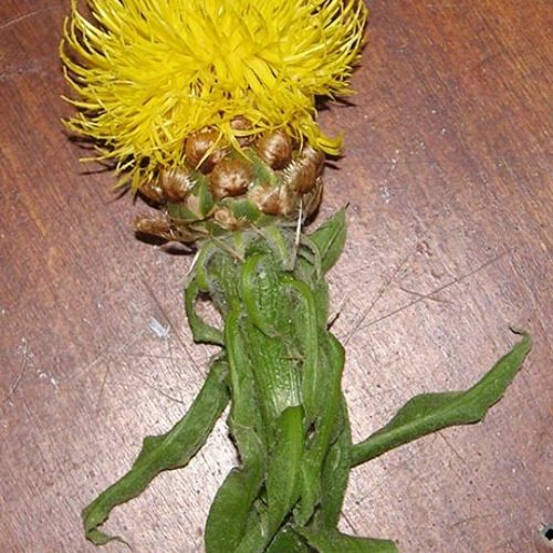 Bighead Knapweed