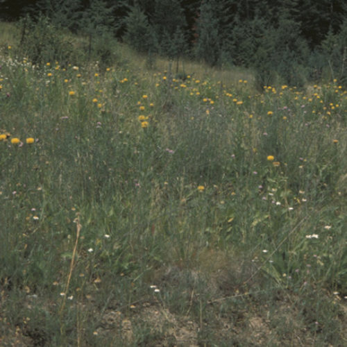 Bighead Knapweed
