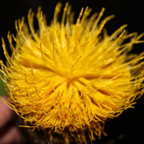 Bighead Knapweed