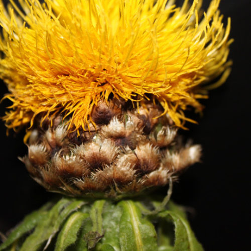 Bighead Knapweed