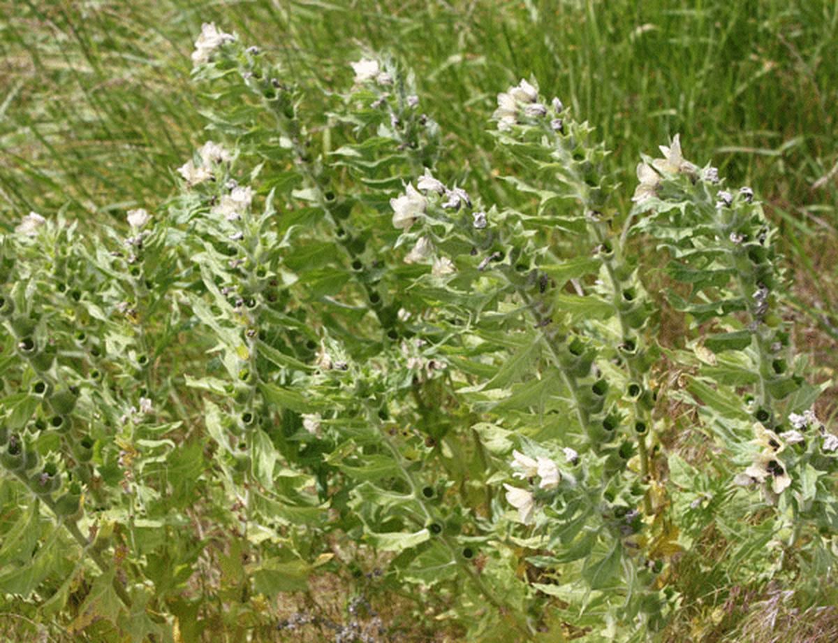 Black Henbane Black Henbane