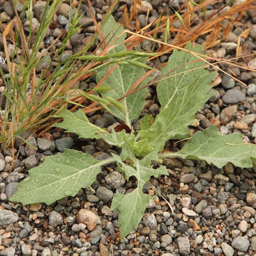 Black Henbane