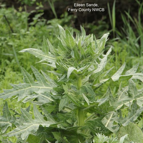Black Henbane