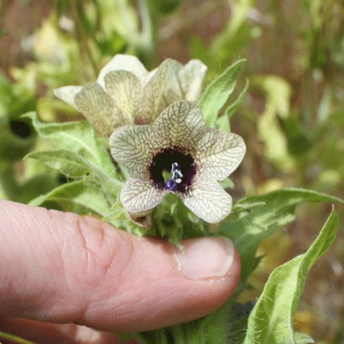 Black Henbane