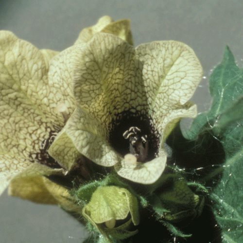 Black Henbane