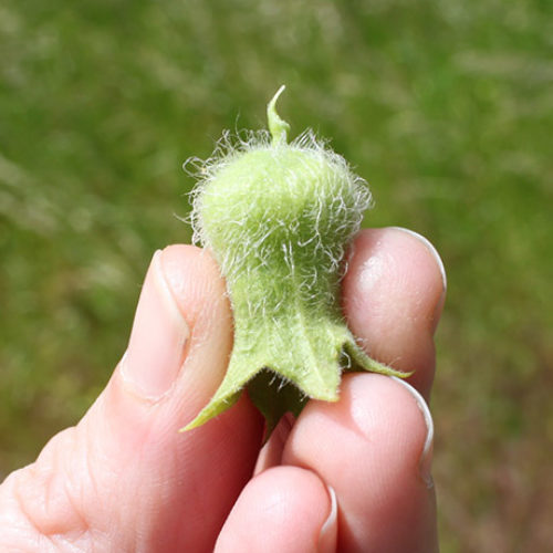Black Henbane