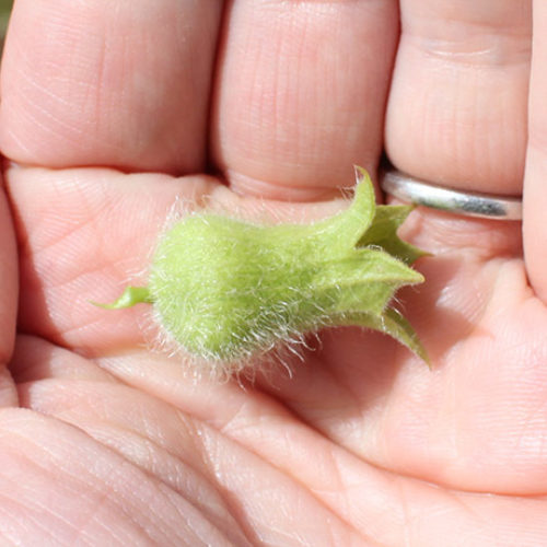 Black Henbane