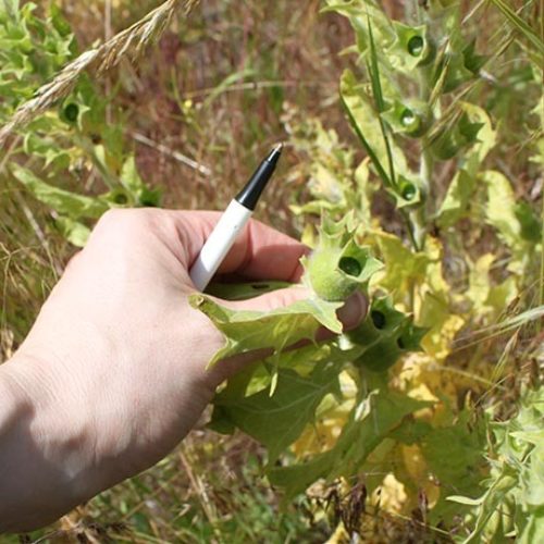 Black Henbane