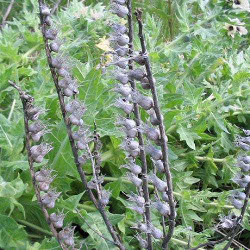 Black Henbane