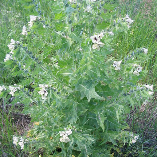 Black Henbane