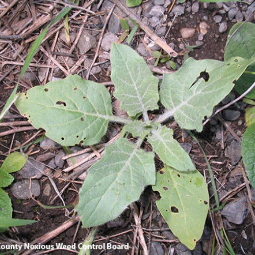 Black Henbane
