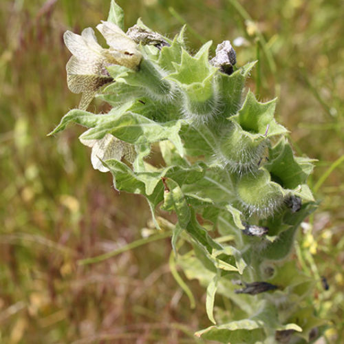 Black Henbane