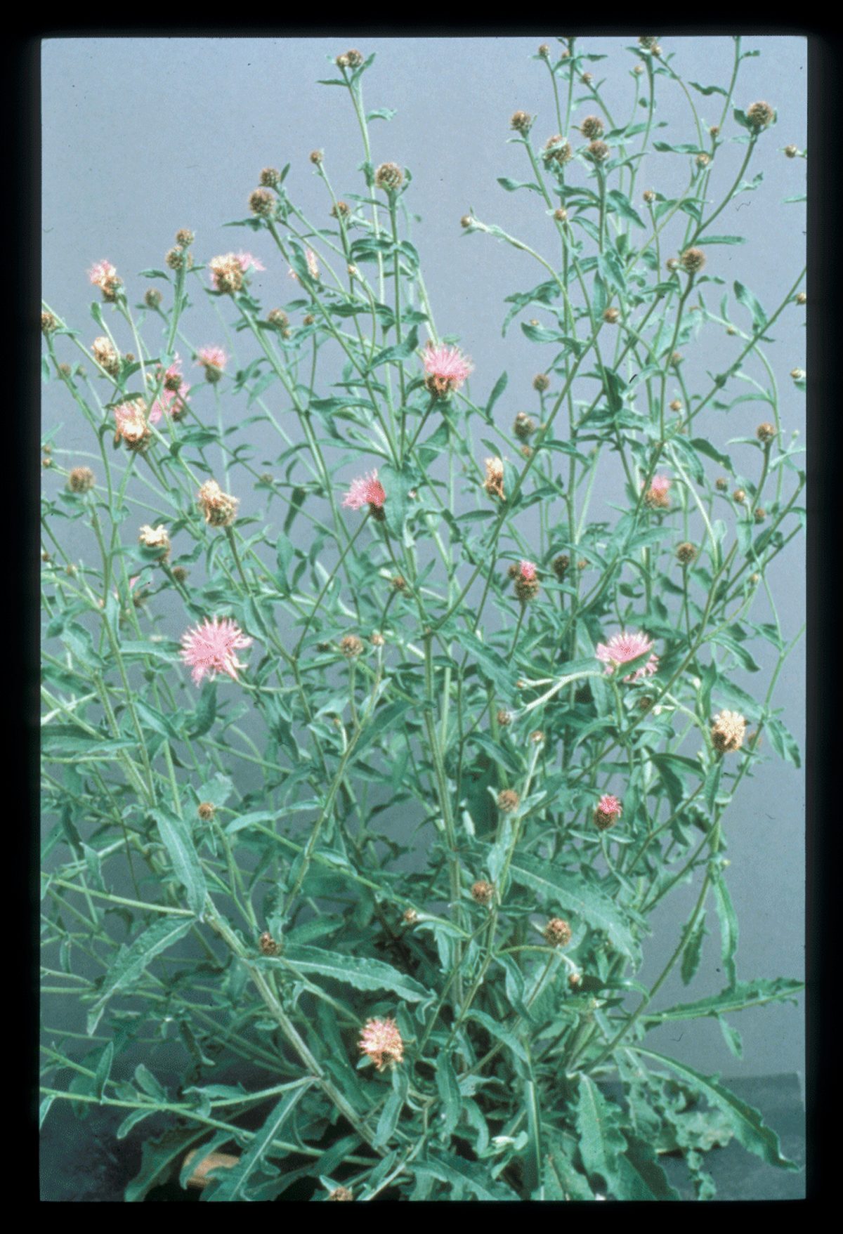 Black Knapweed Black Knapweed