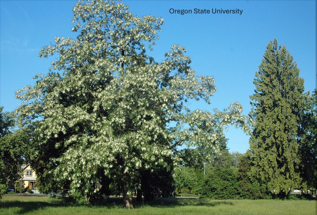 Black locust Black locust