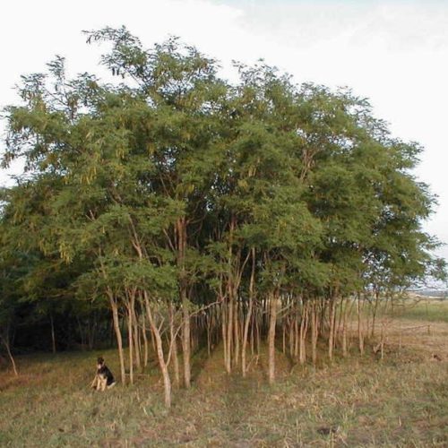 Black locust